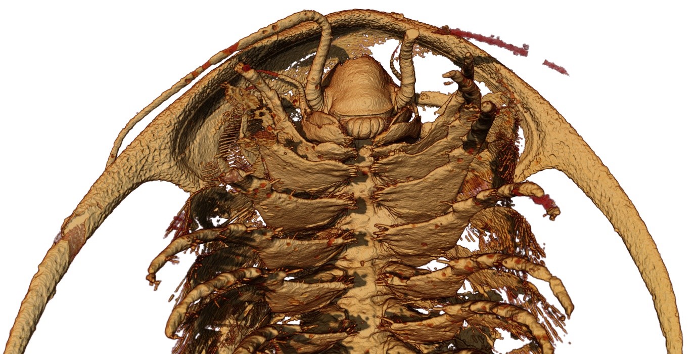 Reconstitution microtomographique de la partie céphalique ainsi que les membres antérieurs (corps) d’un trilobite Protolenus (Hupeolenus).  Vue ventrale. 