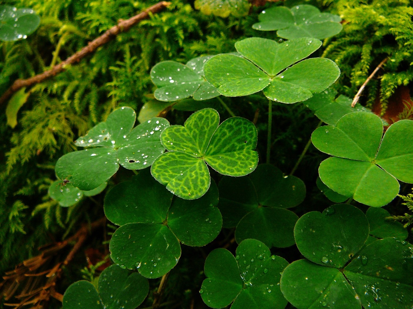 Exemple d’espèce végétale de sous-bois : l’oseille des bois (Oxalis acetosella) qui migre vers l’ouest à un rythme de 5 km/an. Jonathan Lenoir©.