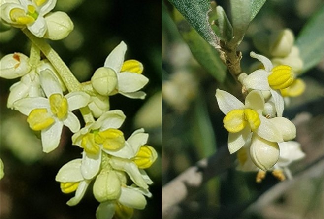 Figure 1 : Inflorescences des variétés d’olivier "Picholine du Languedoc" (gauche) et "Amellau" (droite). © H. Lasserre (France Olive)