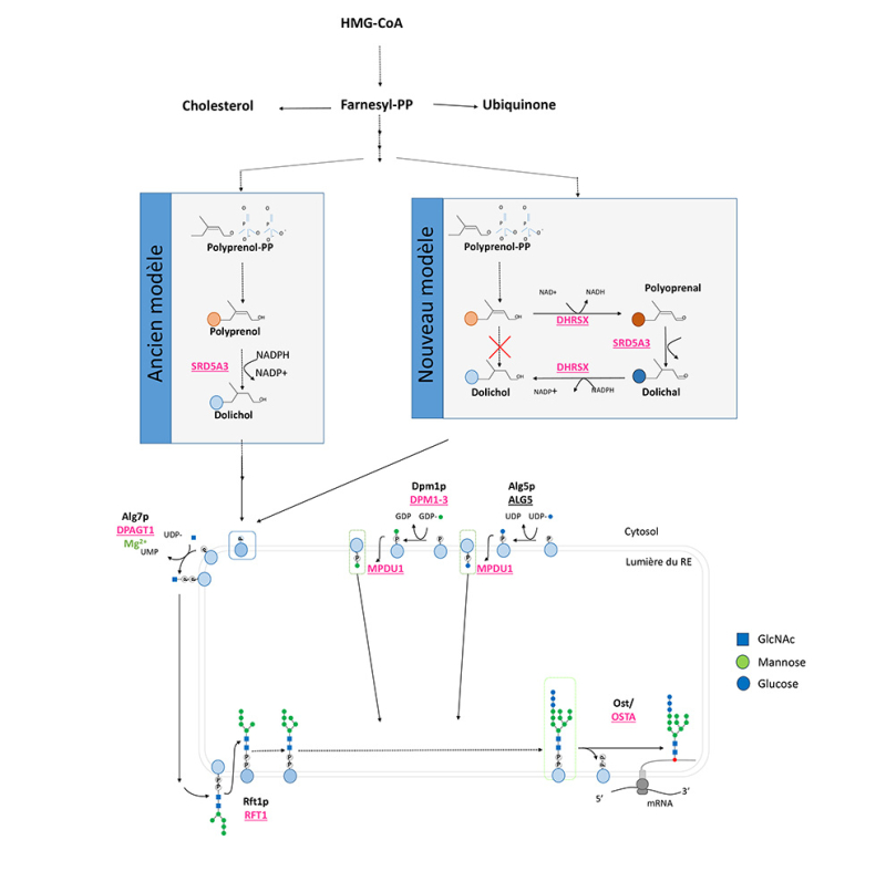 Figure : Synthèse du dolichol et utilisation dans la N-glycosylation. Ancien modèle de synthèse et modèle revisitée avec l’intervention successive de trois activités enzymatiques. Les enzymes soulignées sont celles impliquées dans la synthèse et/ou utilisation du dolichol et retrouvées déficientes dans les maladies congénitales de glycosylation.